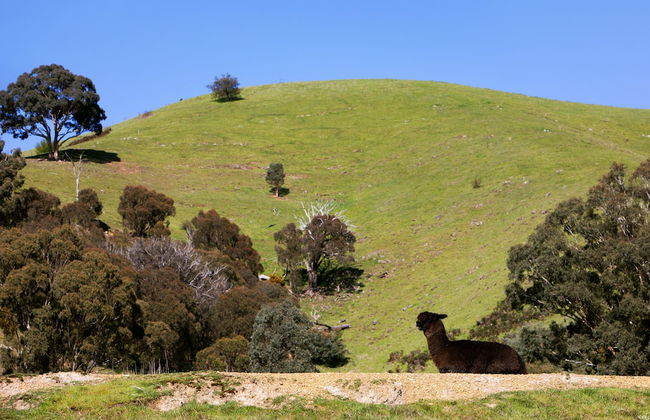 The Village Green - Photo 54