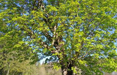 Ferienapartment Schlosser - Foto 20