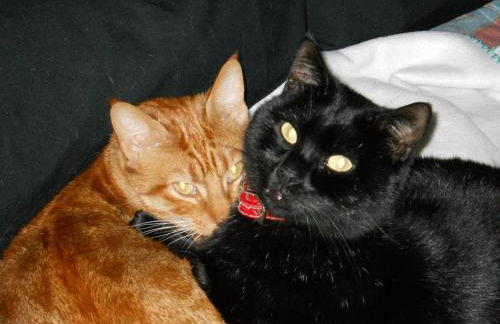 Casa Quaratica - Foto 59