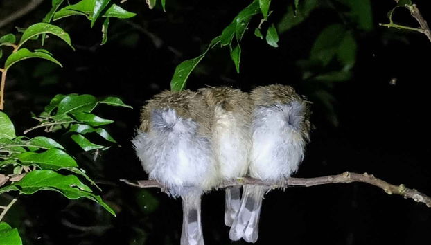 Glow Worm Caves Night Tour - Foto 2