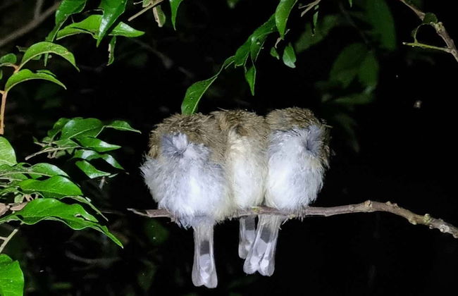 Tour serale delle Glow Worm Caves - Foto 2