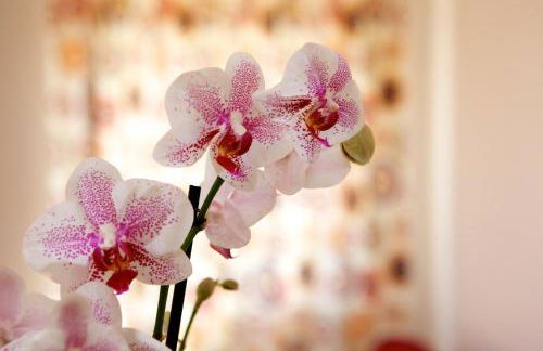 Azienda Agrituristica e Didattica CrauNari - Foto 37