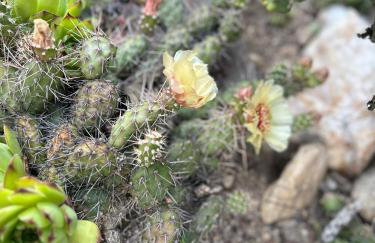 Izerski Poranek - Foto 3