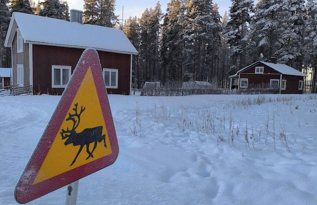 Lapland Pure Nature and More! - Foto 20