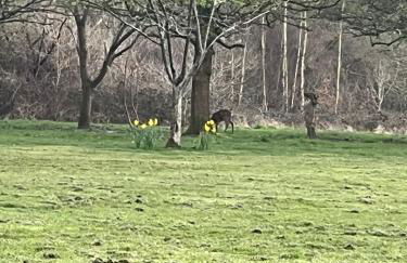 The Acorn Hideaway - Photo 6