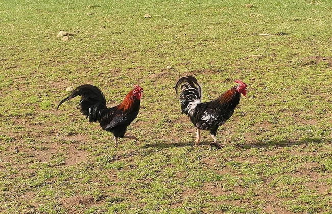Cabane dans les Arbres - Tree House - Foto 24