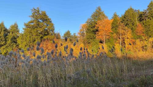Red Barn Cabin Near Okemo - Foto 5