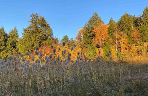 Red Barn Cabin Near Okemo - Foto 5