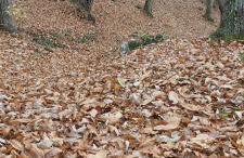 SO MAGIC - La casa nel bosco - Foto 44