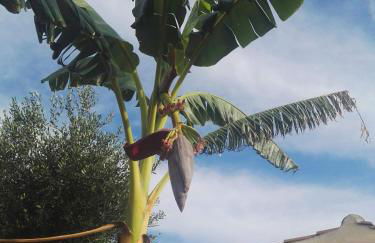 Villaggio Romaniello - Foto 25