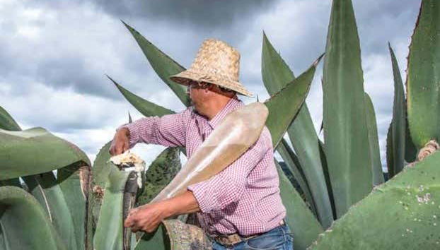 Descubriremos como se extrae el jugo del maguey