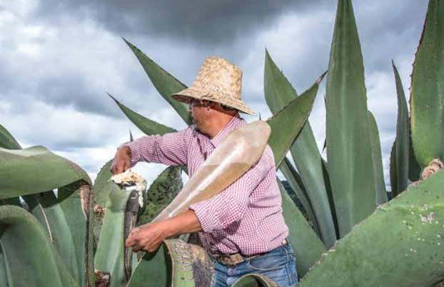 Pulque Tasting - Photo 4