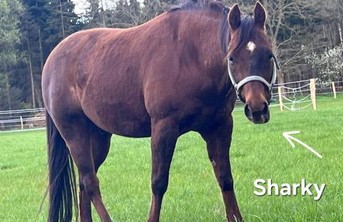 Moorparadies FRI-Südliches Friesland - Foto 21