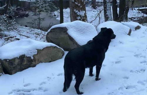 Peaceful Gateway to Island Creek Cottage - Foto 51