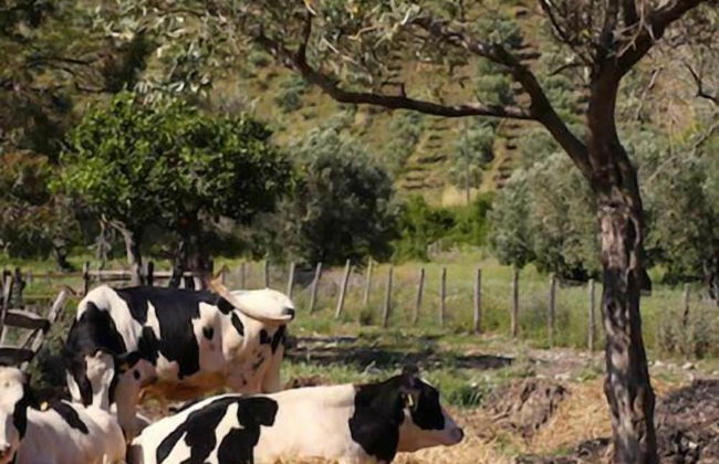 Agriturismo Modi - Foto 41