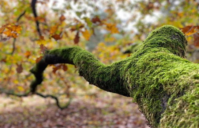 Cottage in Leenderbos Near Nature Reserve - Foto 37