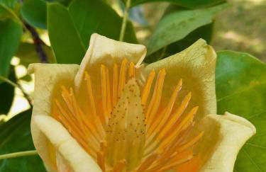 Ferienwohnung Unterm Tulpenbaum - Foto 34