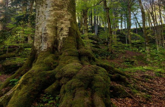 Welcoming Mobile Home in Toscana With Garden - Photo 29