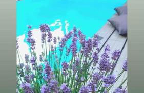 Einzimmerapartment mit Fass Sauna (und Pool) - Photo 6