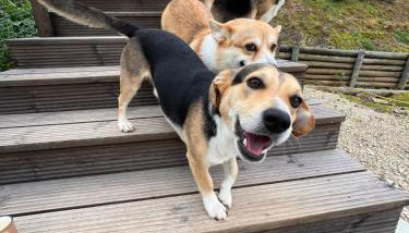 Zambujal Suites - Foto 5