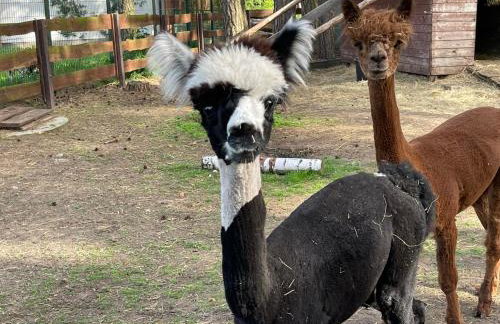 Gospodarstwo Agroturystyczne Zasadkowe Bory - Foto 34