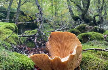 Los Chozos de la Braña - Foto 18