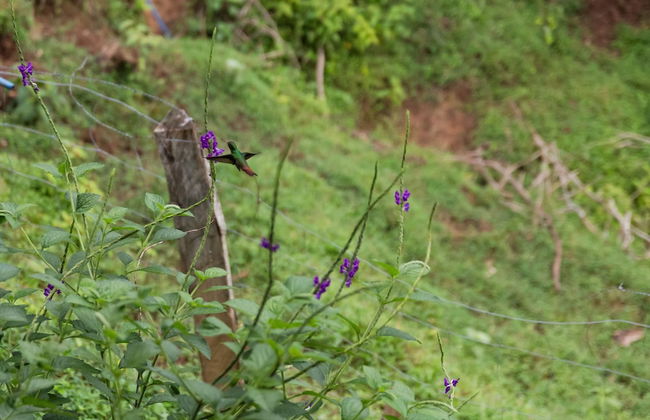 La Finca Azul - Foto 70