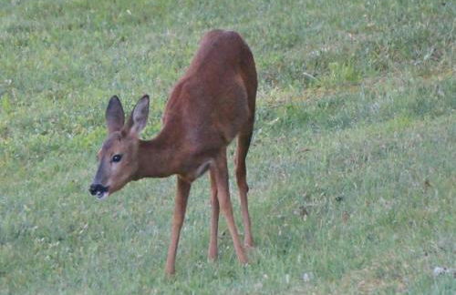 Estate in Dordogne near Sites - Foto 31