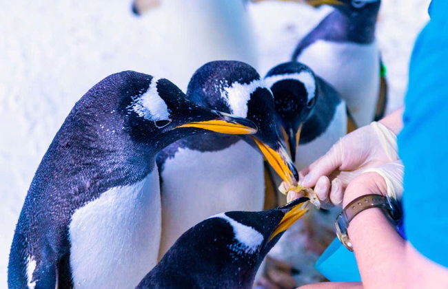 Entrada al Sea Life London - Foto 9