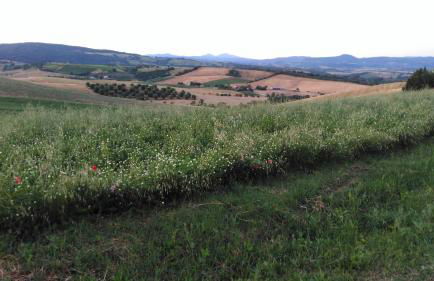 Agriturismo Uliveto Gretacci - Foto 75