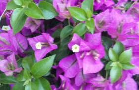 Apartments Nadine Mljet Komfort mit Meerblick - Foto 31