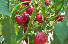 LA TANA DEL PICCHIO - Photo 26