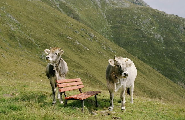 Apartment in Kirchdorf Near Ski Slopes - Foto 28