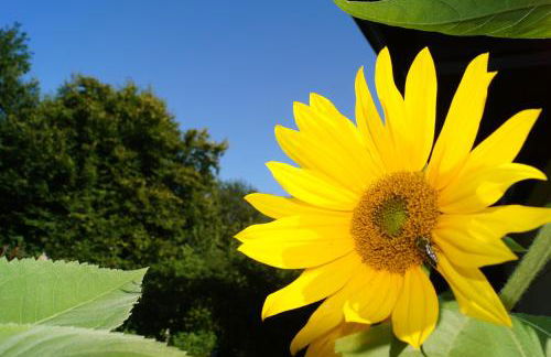 Landhaus Bernecker, Bay.W. - Foto 6