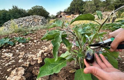 The Root House - Crete Stay - Foto 46