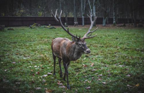 Chatka w lesie - Foto 58