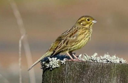 Tide House Seaside Holiday Cottage - Foto 48