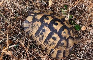 Vrisaki 81400, Lemnos Island - Foto 29