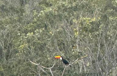 Chalé Ypê roxo Ypês da Serra Chalés - Foto 9