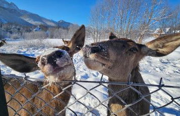 Domek pod Kozińcem SAUNA JACUZZI Zakopane - Foto 26
