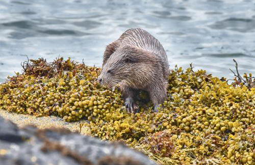 Little Loch View - Foto 26