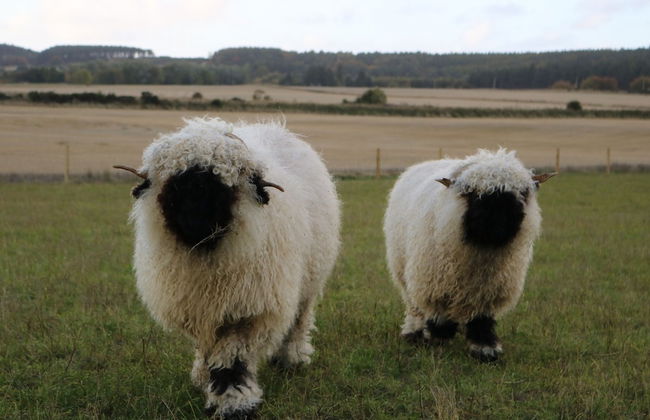 Glampods - 5 Berth Glamping Pod Elgin - Foto 20