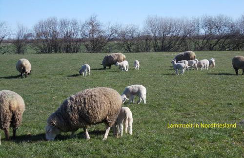 Ferienhaus Kömhuus - Photo 38