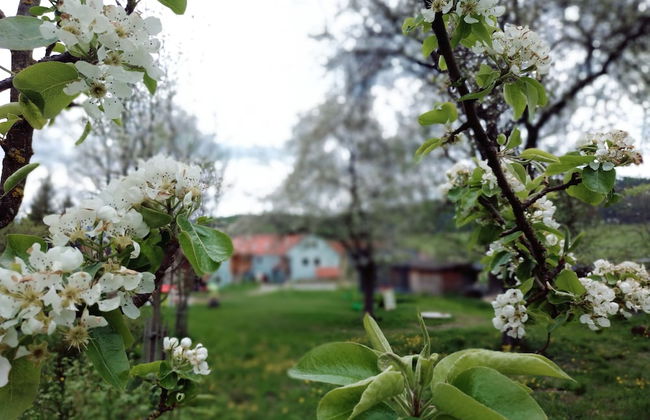 U Svatého Petra - Foto 38