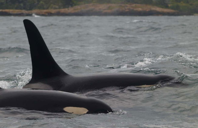 Whale Watching in Victoria - Foto 1