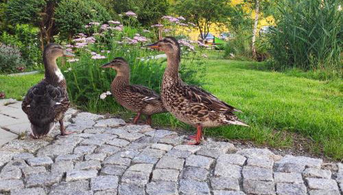 Domek nad Rozlewiskiem klimatyzacja, 2 sypialnie, parking - Foto 3