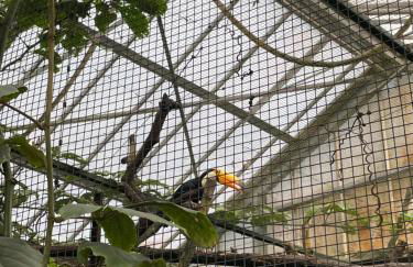 Les oiseaux du paradis - Foto 19