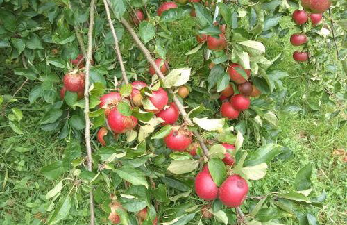 Tucked Away - Photo 11