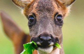 Lincoln Holiday Retreat Cottage with Private Hot Tub - Foto 73