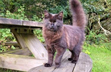 The old hayloft on 22 acre country smallholding - Foto 48